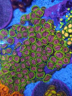 Purple monster zoa coral
