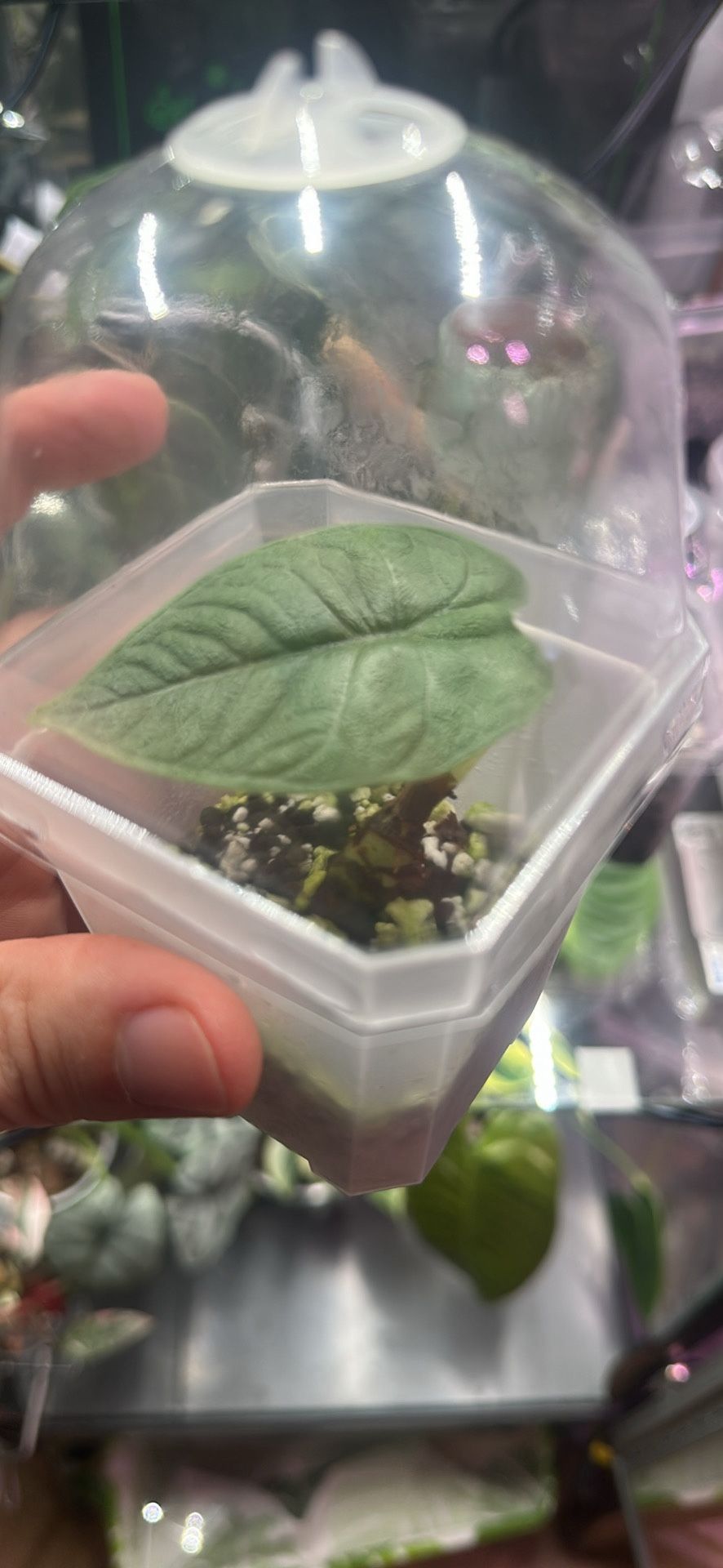 Alocasia Melo Plant