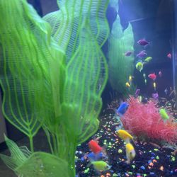 Glo  Freshwater Fish Tanks