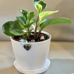Peperomia Obtusifolia/Baby Rubber Plant