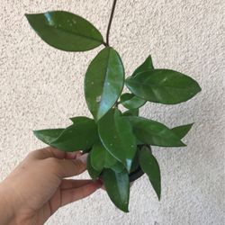 Beautiful Hoya Carnosa Plant
