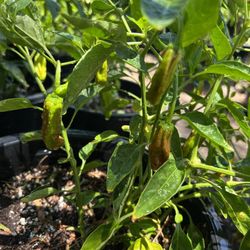 Chilaca Chili Plant / Planta De Chile