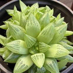 Succulents Plants 4”pot