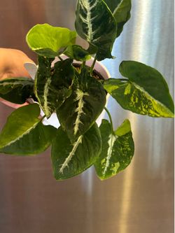 large collectible Syngonium Scrambled Eggs