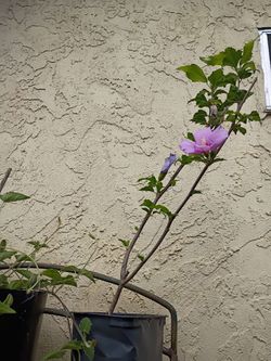 Rose of Sharon Hibiscus Plant $6