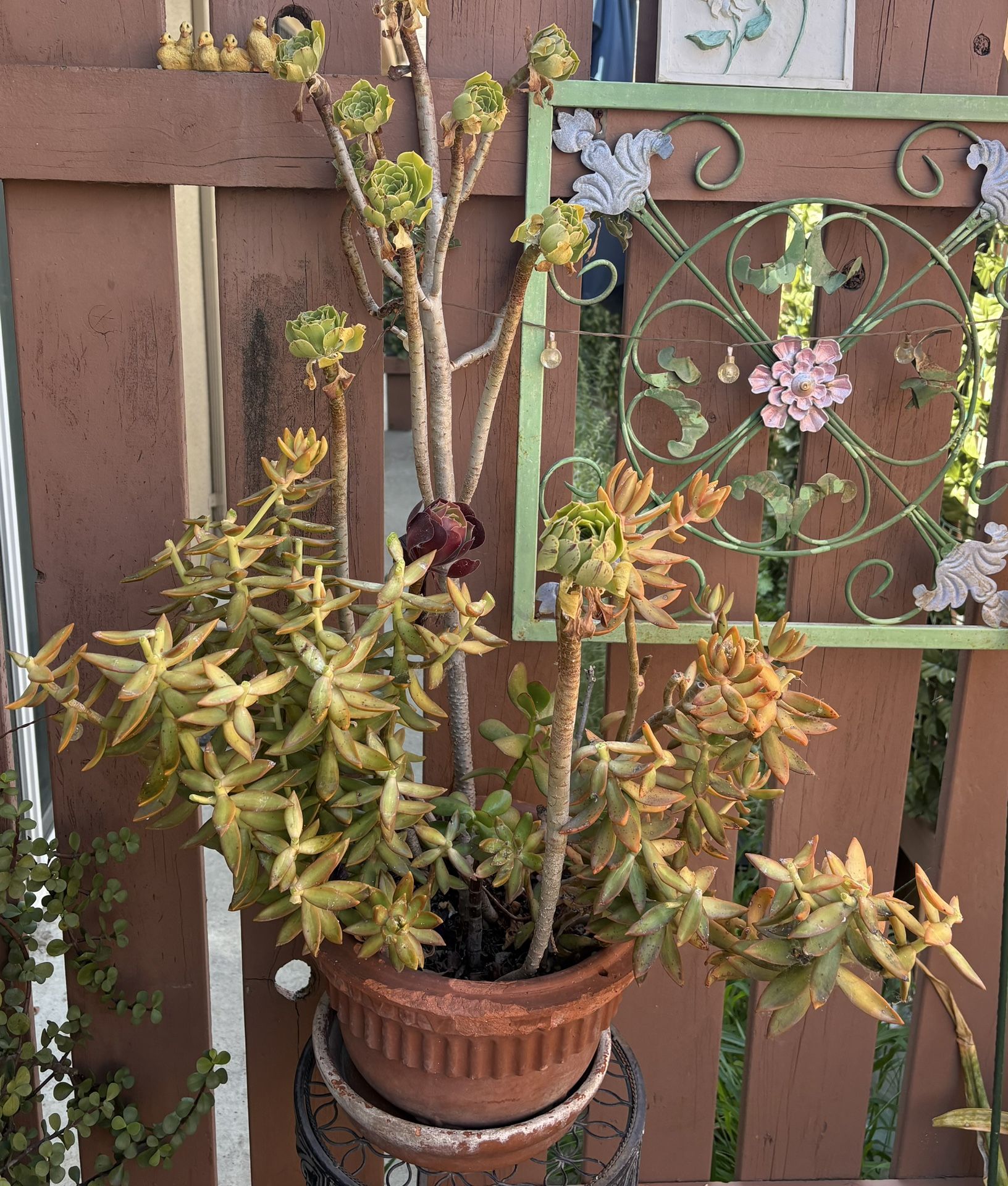 Succulent Potted Plant