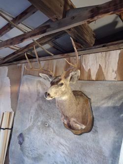 MULE DEER TAXIDERMY SHOULDER.
