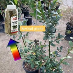 Bay Leaf Plant In 3 Gal Plantas Hojas De Laurel