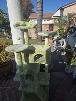 Cats play house