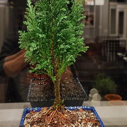 cypress bonsai