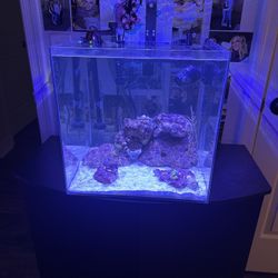 14 gallon fish tank and stand  