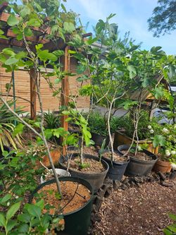 Figs