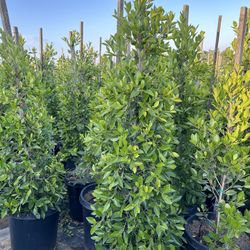 Indian Laurel Columns, Ficus nitida ‘Columns’ , Ficus tree, shade or Hedge and privacy 15gal Size