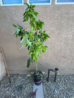 Wutz Avocado Tree