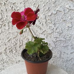 4 Inch Pot - Horseshoe Geranium - Pelargonium Zonale - Indoor Outdoor Plant - Purple flowers Year Round - Rooted & Established - Drought Resistant