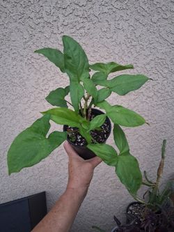 Syngonium Arrowhead Plant $13