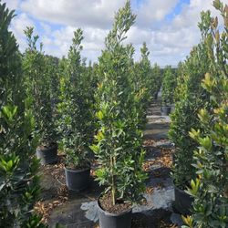 Japanese Blueberry cones  5 to 6+ feet tall  Instant decoration