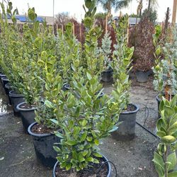 Bay Laurel Privacy Hedge