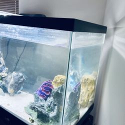 30 gal salt water Aquarium 