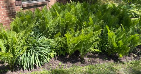 Ostrich Ferns