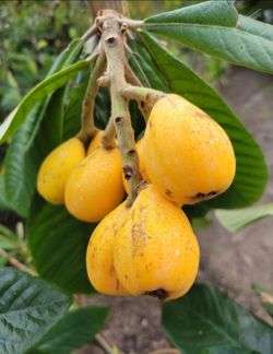 Loquat   Tree