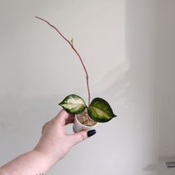 Hoya Tricolor Starts. 