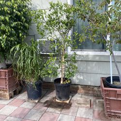Sweet Lime Fruit Tree For Sale