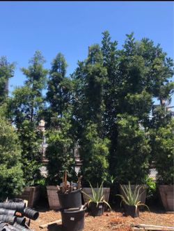 Podocarpus Fern Pine