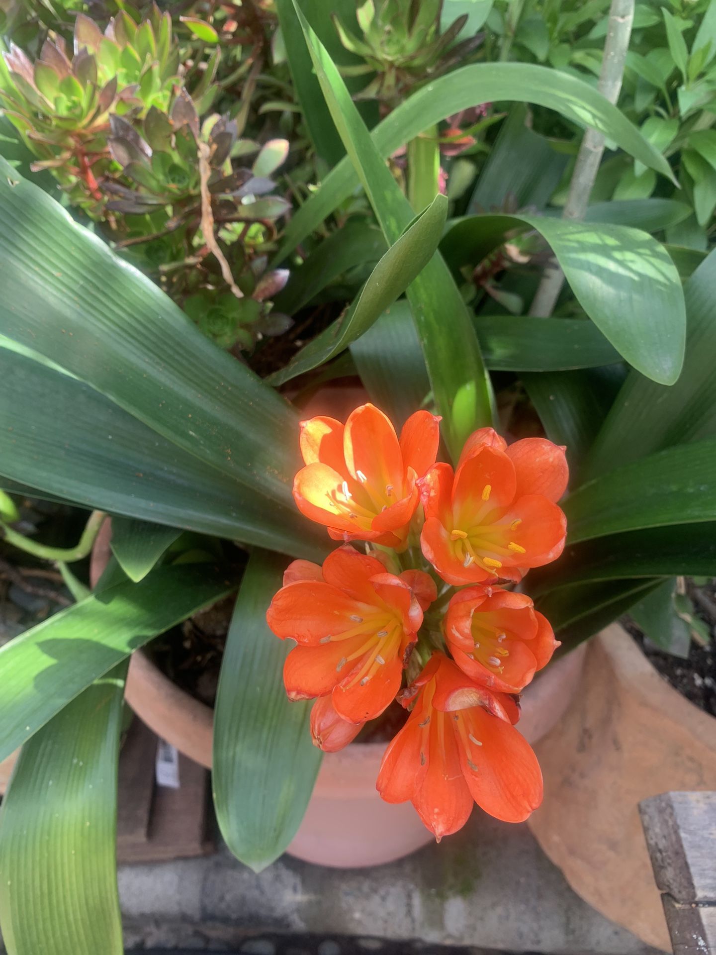 7 Plants In 10 Gallons Pot. Beautiful Flowers.