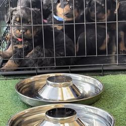 Stainless Steel Bowls 