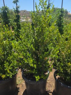 Boxwood 15 gallon