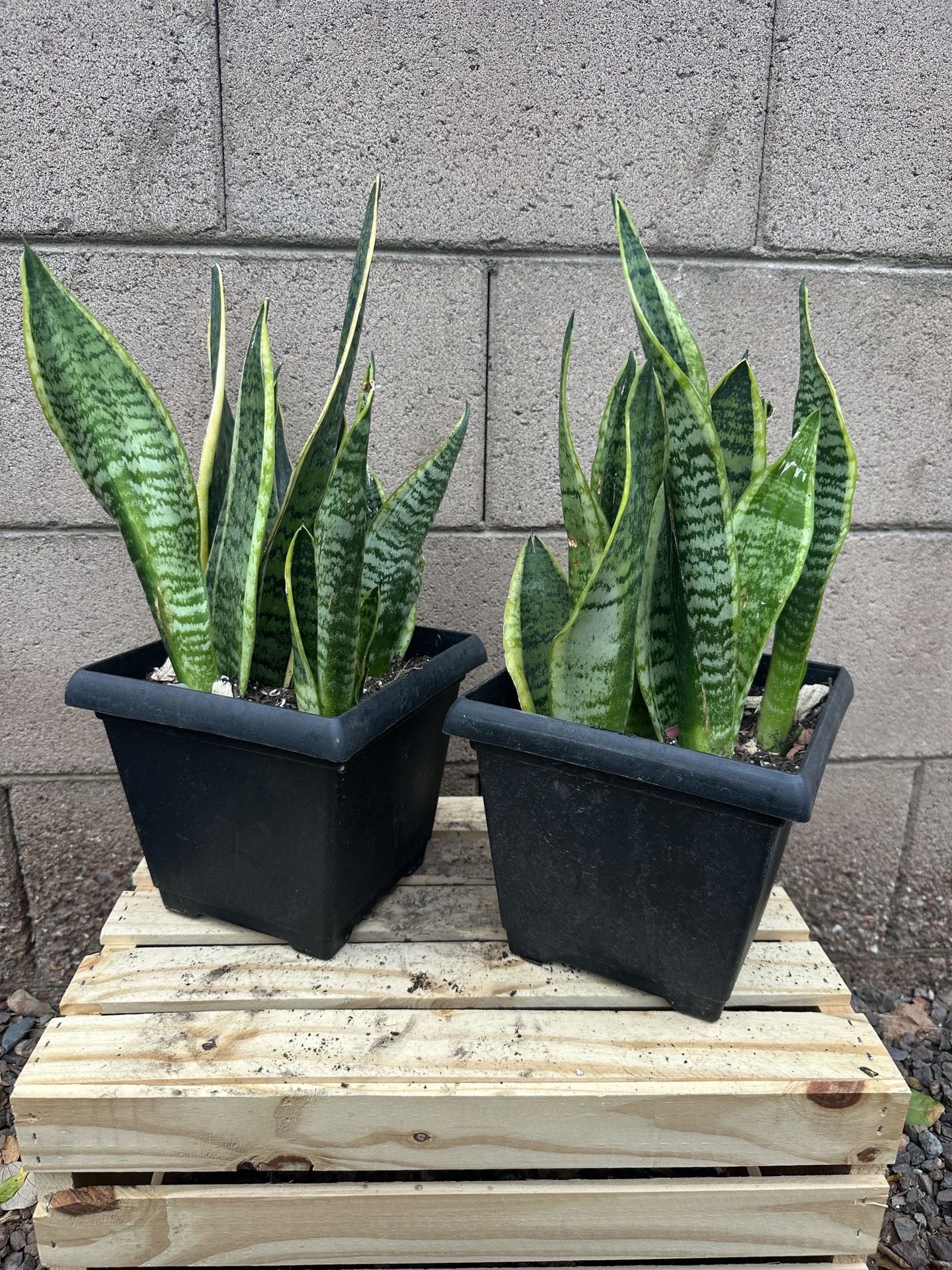 Snake plant In 8 Inch Square Nursery Planter - Live plant