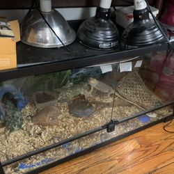 Reptile Tank