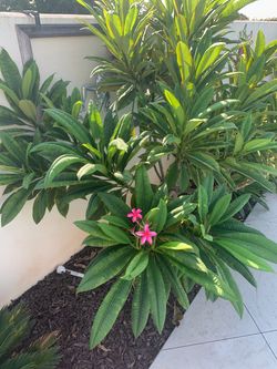 Pink/red plumeria