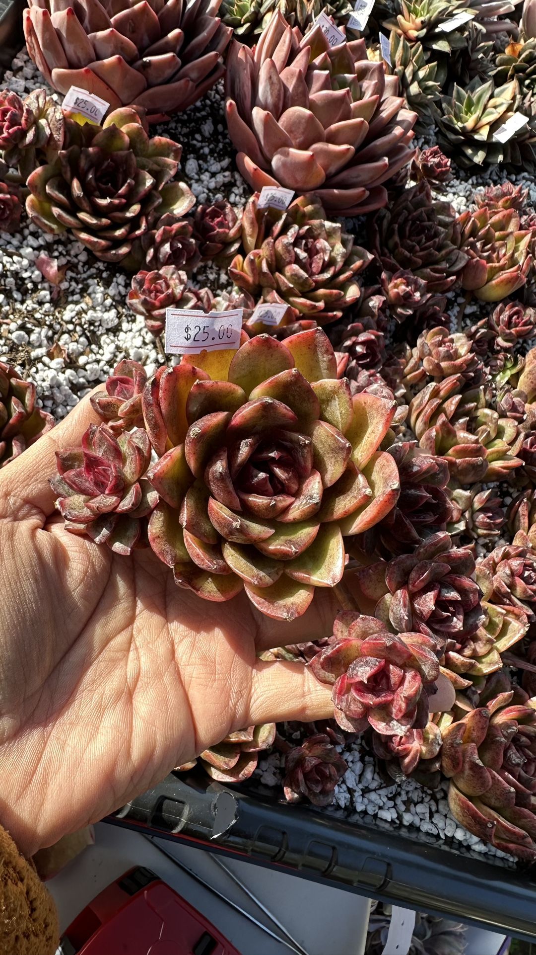 Echeveria Chivas Royal Salute Imported Succulent