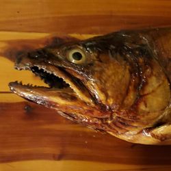 Fish Mount/ Taxidermy 