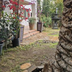 Pots Plants For Sale Yard Sale Estate Sale Garden Trees Home Decor 