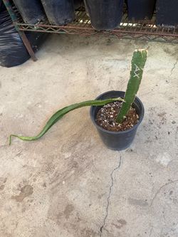 Dragon fruit