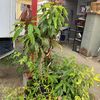 Reynaldo
