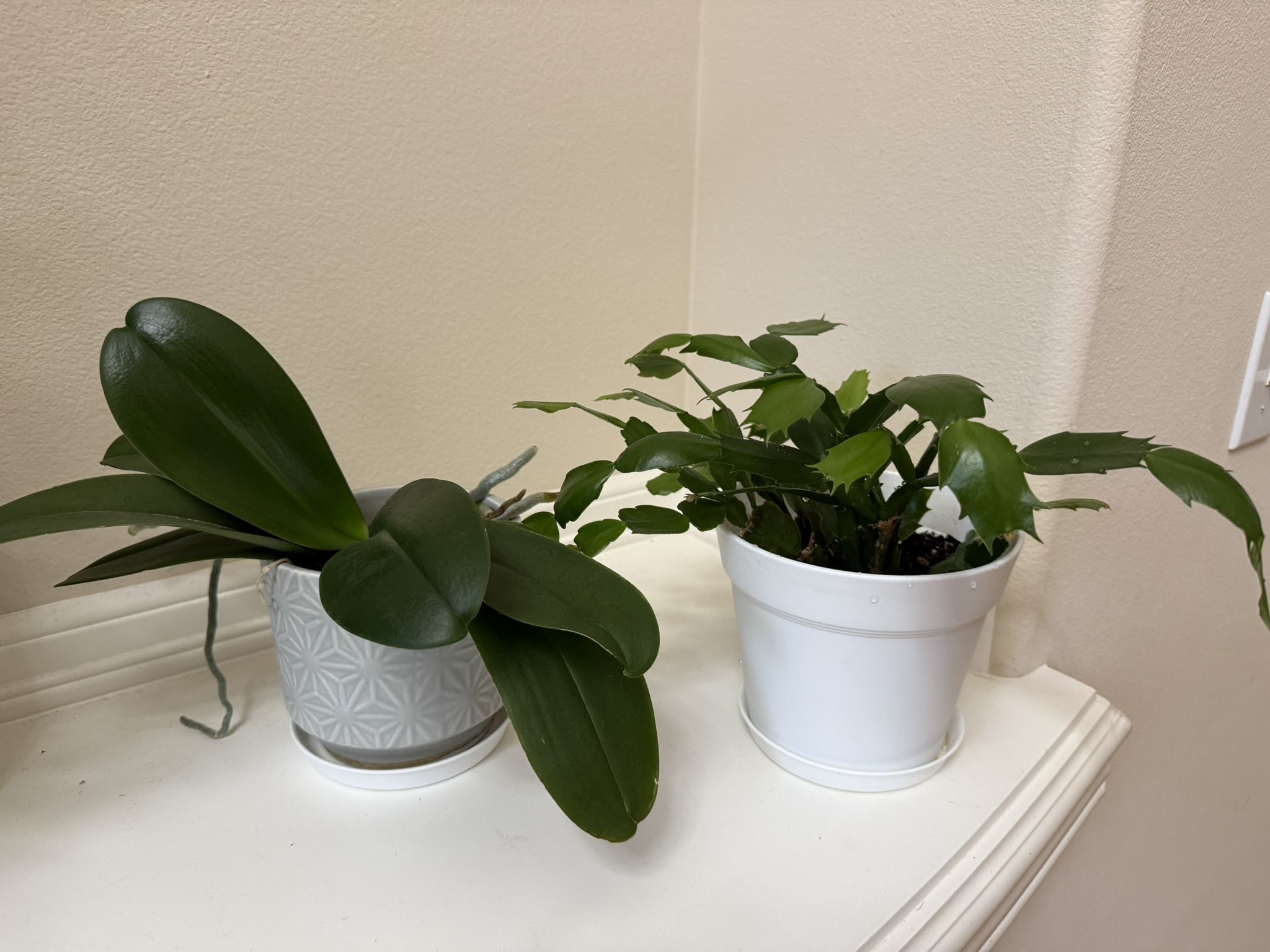 Live Healthy Plants In 6” Pot 