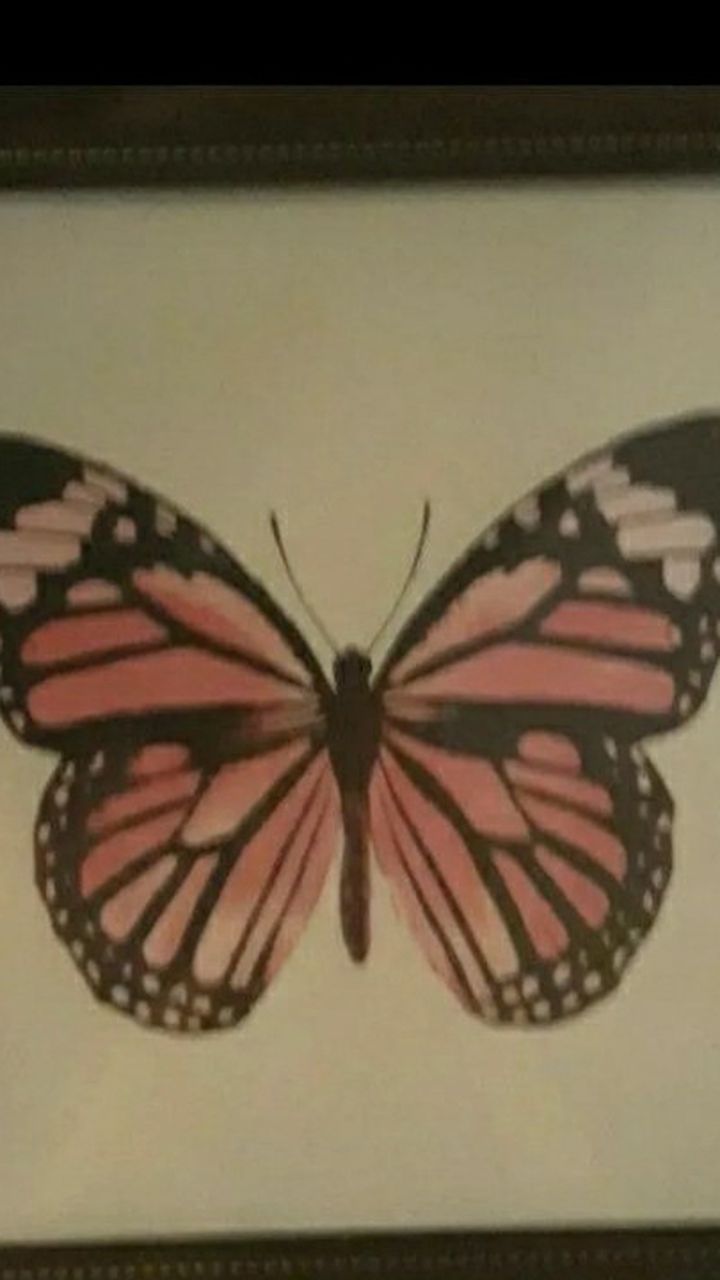 Butterfly Picture