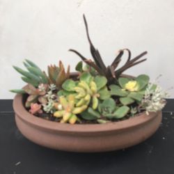 Potted Succulents 