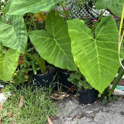 ELEFANT EARS PLANTS IN POT FOR SALE IN LARGO 