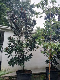 Magnolia Trees 12ft $475