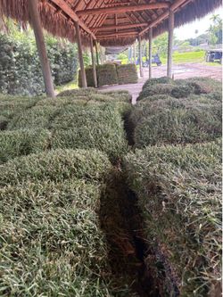 Sod by the pallet, Grass