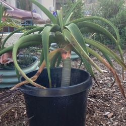 Giant Aloe Tree