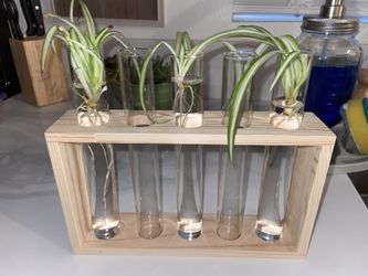Spider Plants