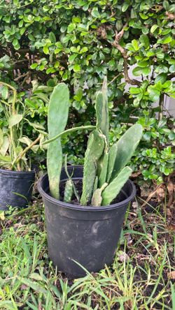 Plant