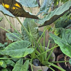 Large Elephant Ear Plant