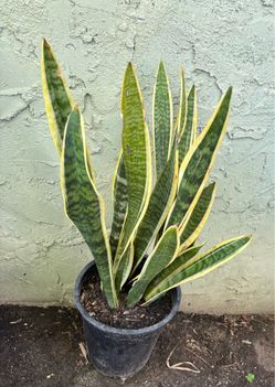 Plant